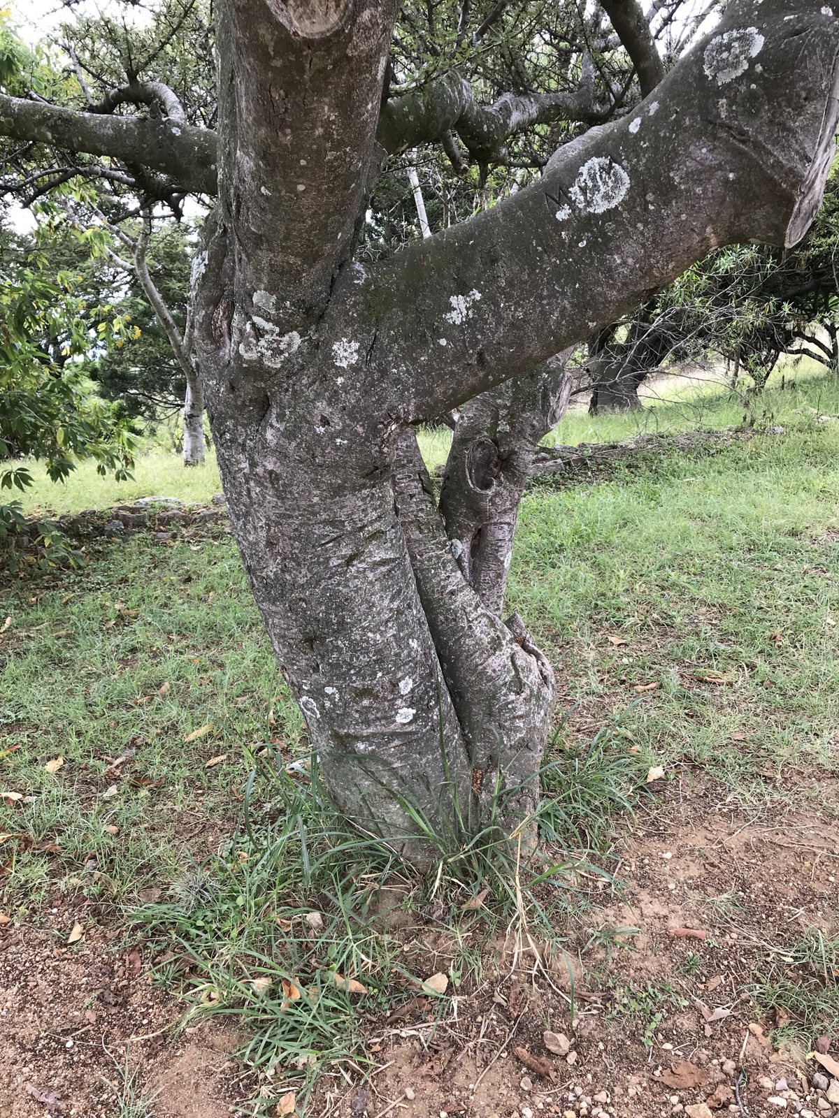 El tronco gris con manchas de líquenes de un árbol de Bursera bipinnata que se divide en ramas, con pasto y algunos árboles al fondo