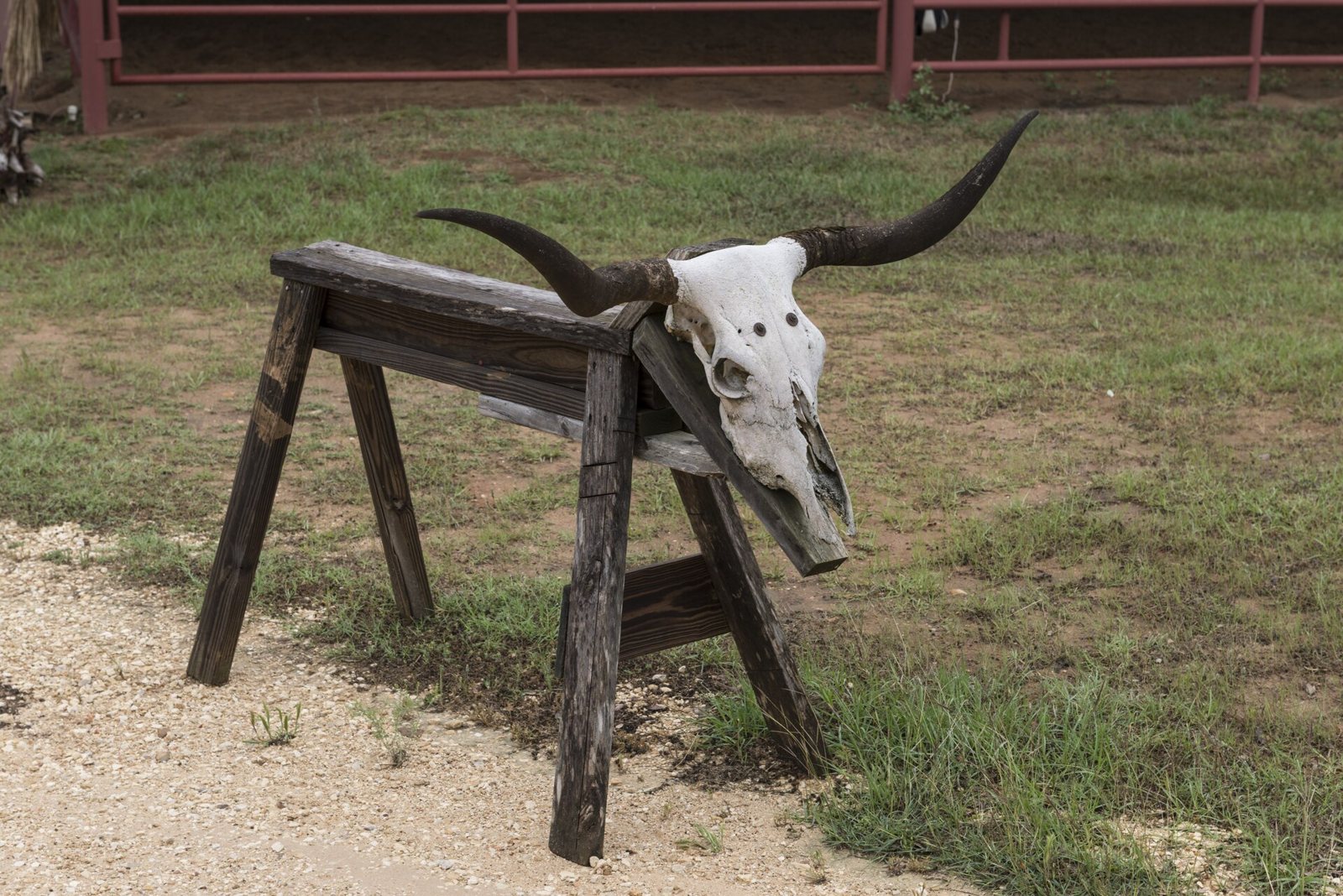 A weathered wooden sawhorse with a bleached longhorn skull fixed to one end, standing on grass beside a gravel path with a red ranch fence behind