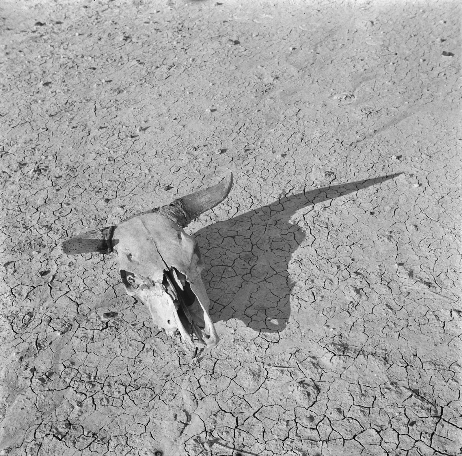 Black and white photograph of a bleached steer skull with short horns lying on cracked, dry earth, casting a long shadow