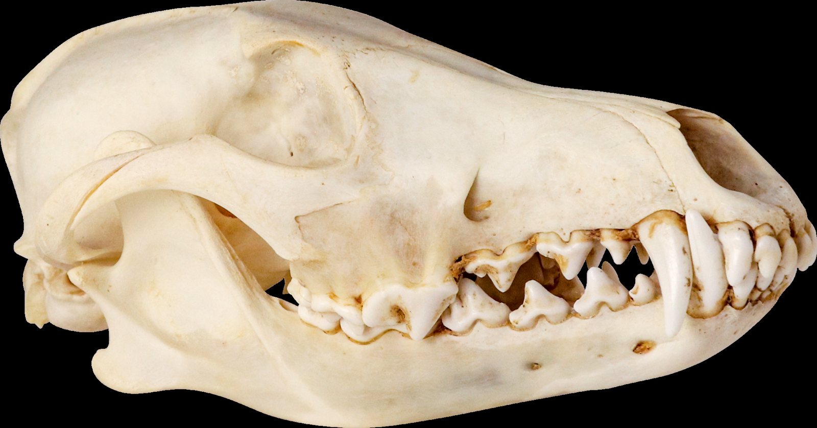 Side view of a coyote skull against a black background: a long, narrow snout, long canines and sharp, blade-edged cheek teeth