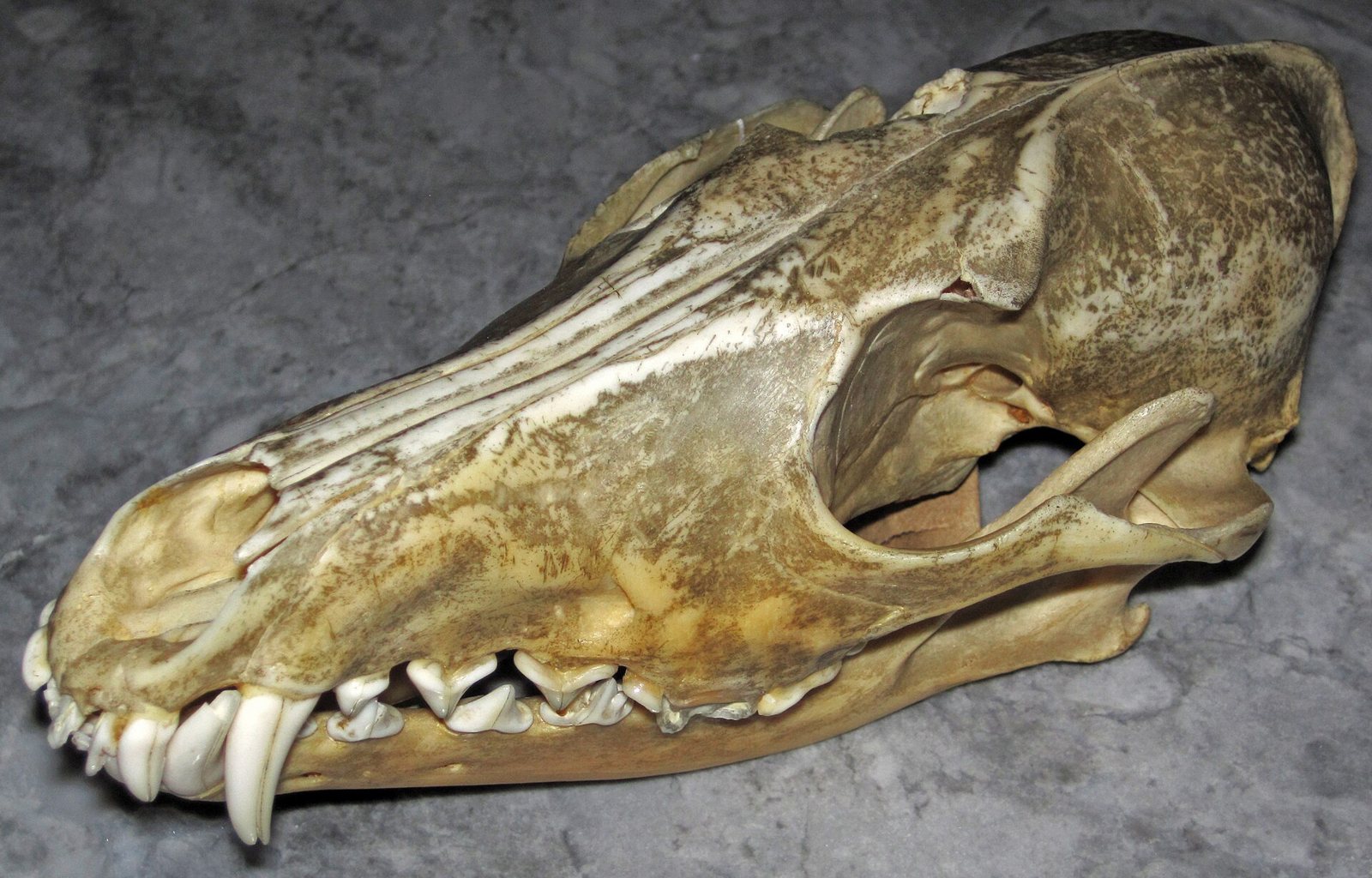 A coyote skull on gray stone seen from the front left: a long narrow snout, large canines, a prominent ridge along the top of the braincase and a wide cheek arch