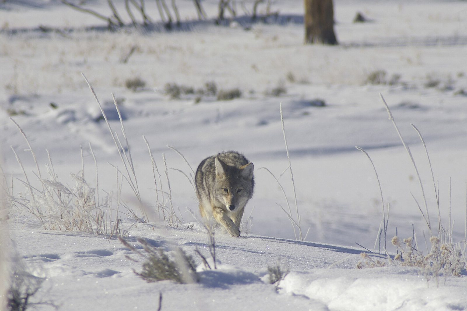 A coyote with gray and tawny fur walking straight toward the camera through frosty snow in Yellowstone National Park, with dry grass stems around it