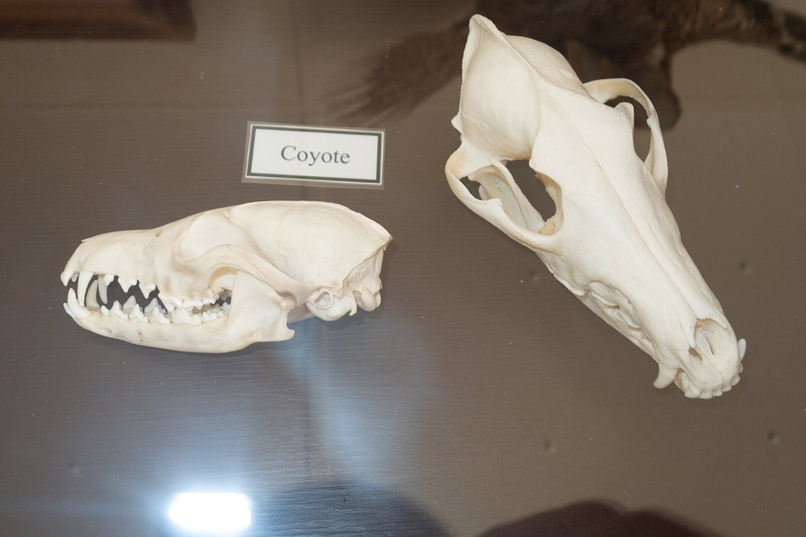 Two skulls on a glass case top: a smaller one in side view beside a card labeled Coyote, and a larger skull with a longer, broader snout lying at an angle on the right