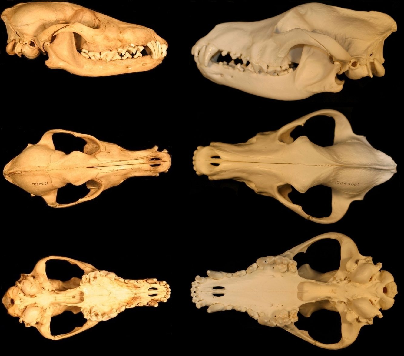 Six views of two skulls on black: a coyote on the left and a larger, heavier wolf on the right, each shown from the side, from above and from below