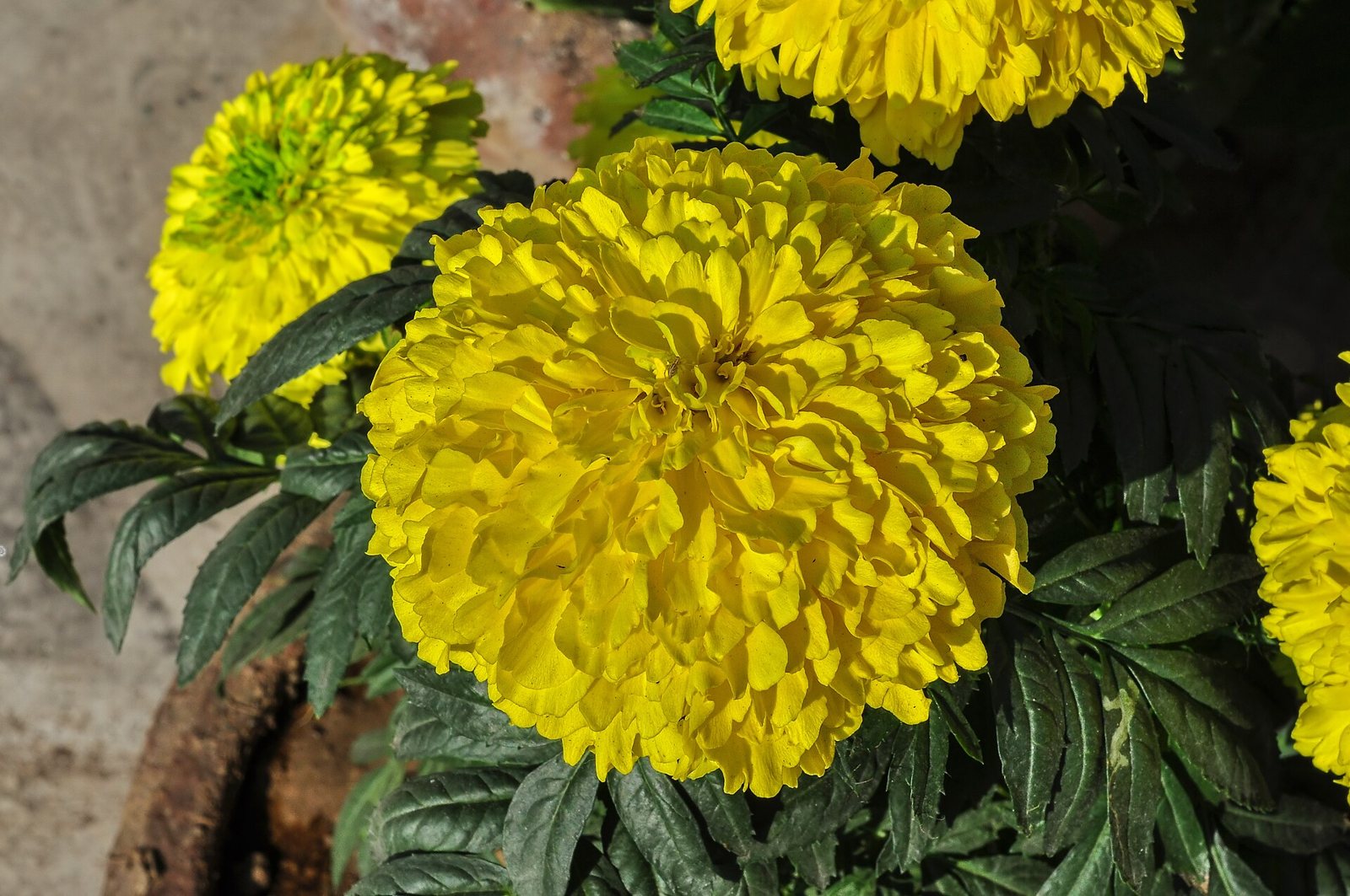 A large, full yellow marigold flower of the Tagetes erecta type with dark green leaves and more blooms behind it