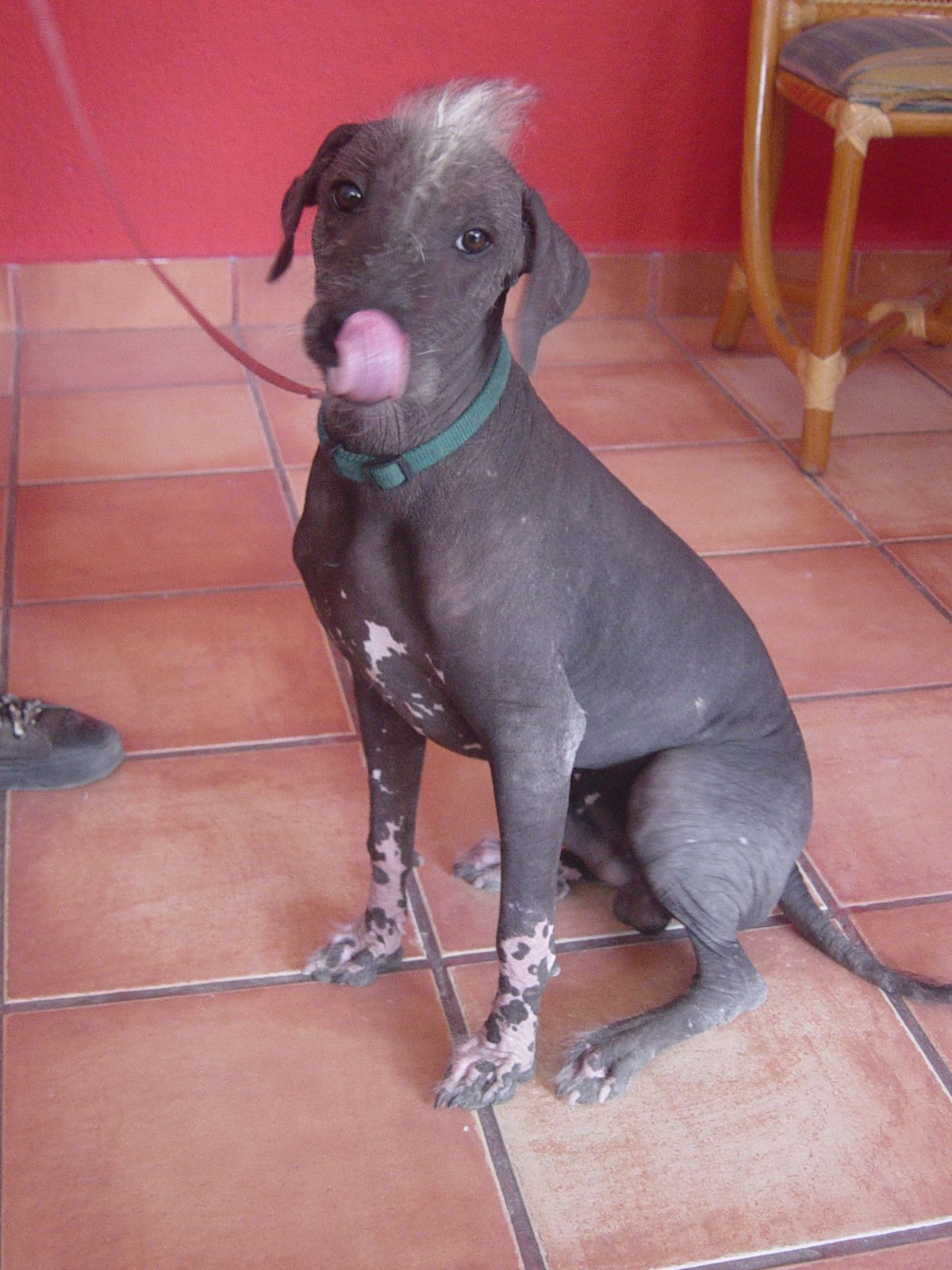 A young hairless gray xoloitzcuintle dog with a small tuft of pale hair on its head and a green collar, sitting on a red tile floor and licking its nose