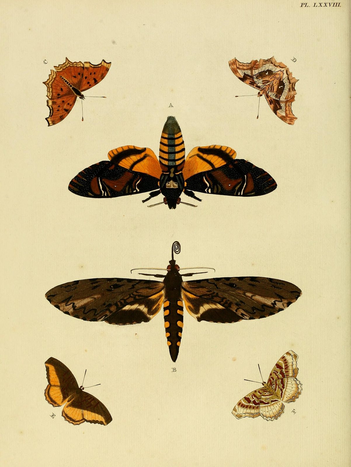 An eighteenth-century hand-colored plate of moths and butterflies: at the center, a large hawkmoth with orange and black wings seen from below, and another seen from above with its tongue coiled, among four smaller butterflies