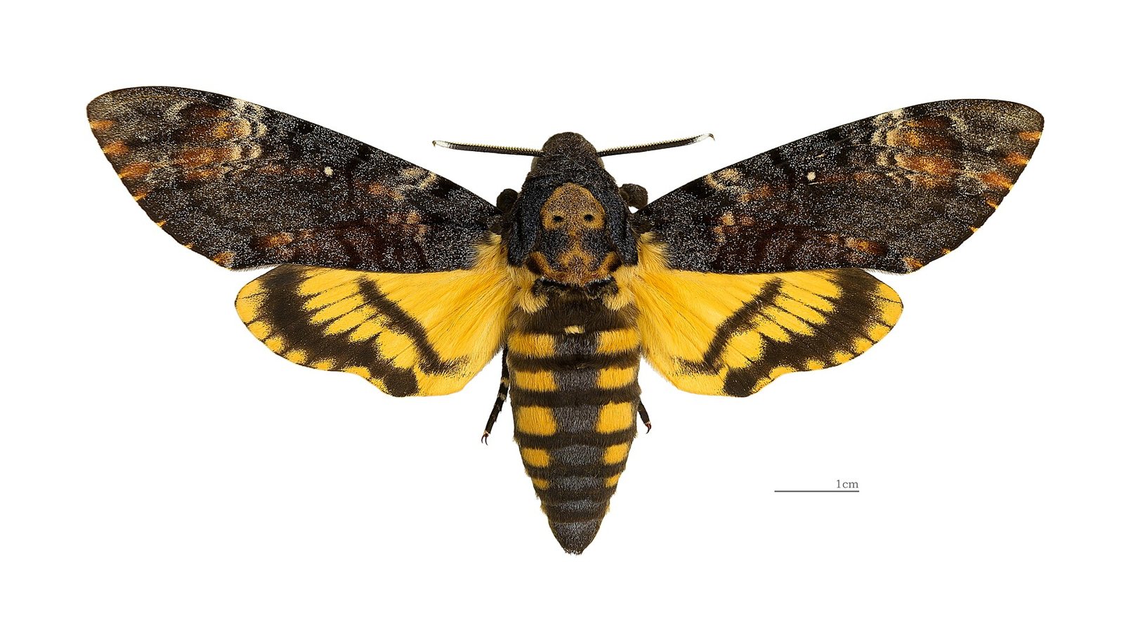 A pinned African death's-head hawkmoth seen from above, wings spread: mottled dark brown forewings, yellow hindwings with black bands, a striped yellow and black body and a pale skull-like mark behind the head