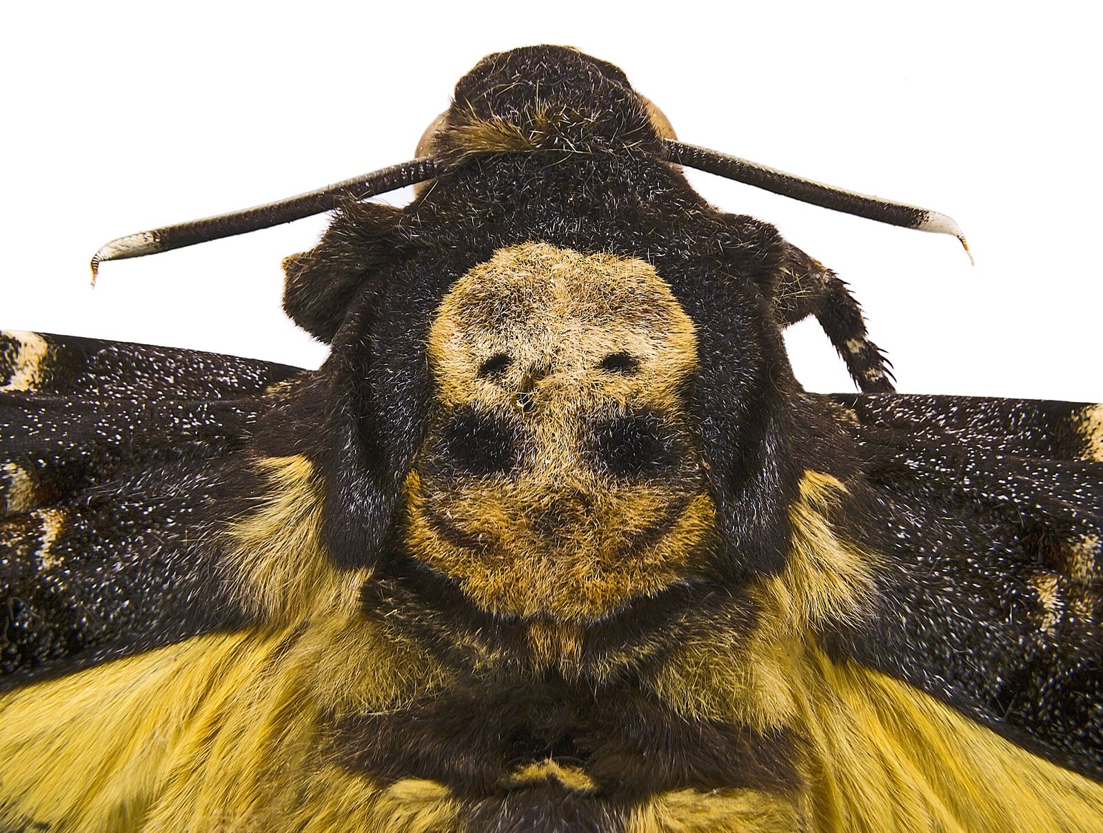 Close view of the moth's thorax: a pale yellow mark with two dark spots like eye sockets, set in dark brown fur above a band of yellow hairs