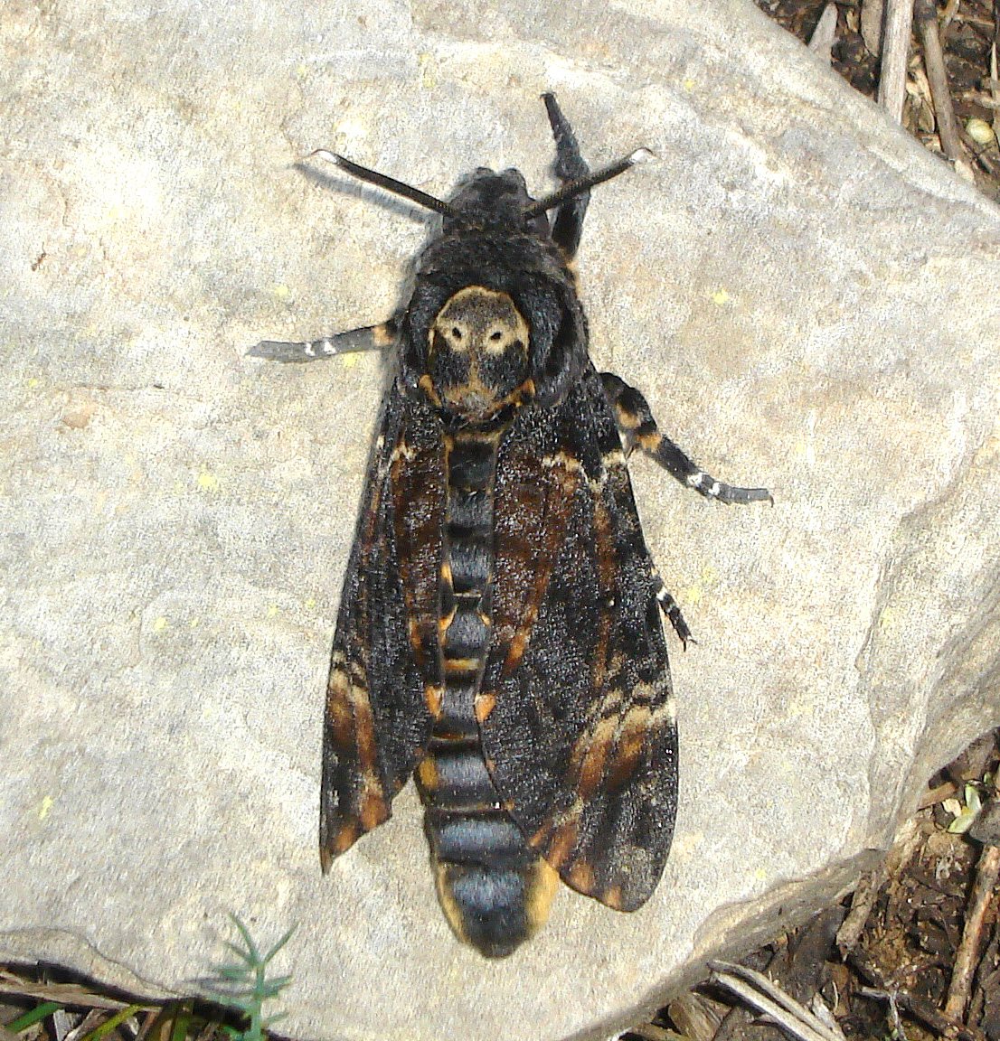 A live death's-head hawkmoth resting on a pale rock with its dark brown wings folded back, showing the pale skull mark behind its head and its banded blue-gray abdomen