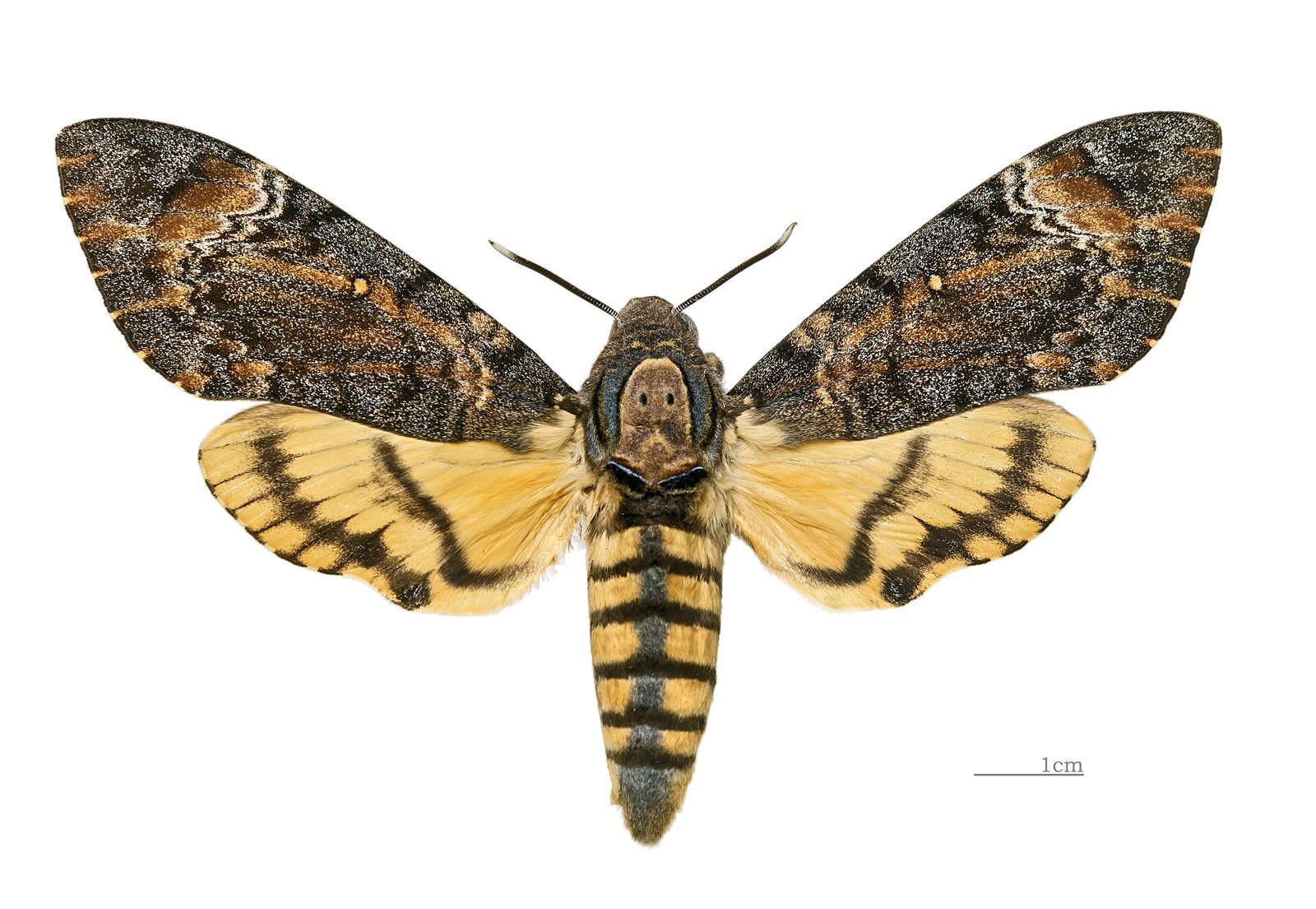 A pinned eastern death's-head hawkmoth seen from above, with mottled brown forewings, yellow hindwings crossed by black bands and a banded yellow and black body