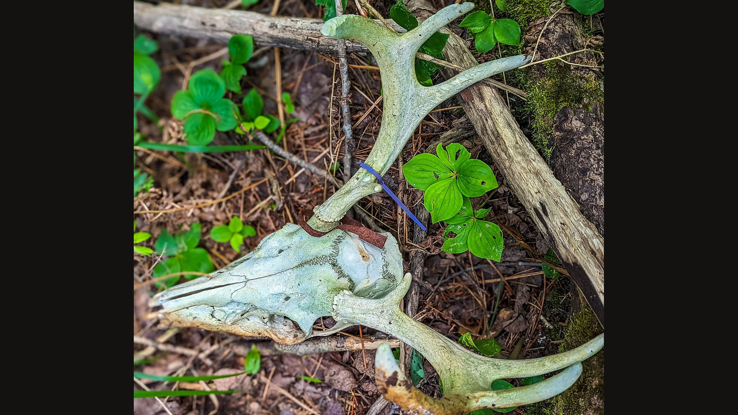 A weathered deer skull with both antlers lying on the forest floor among green leaves, sticks and pine needles