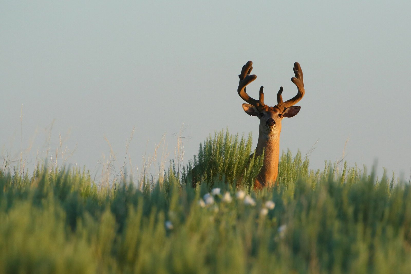 A white-tailed buck with velvet-covered antlers standing in tall grass, looking at the camera against a pale sky