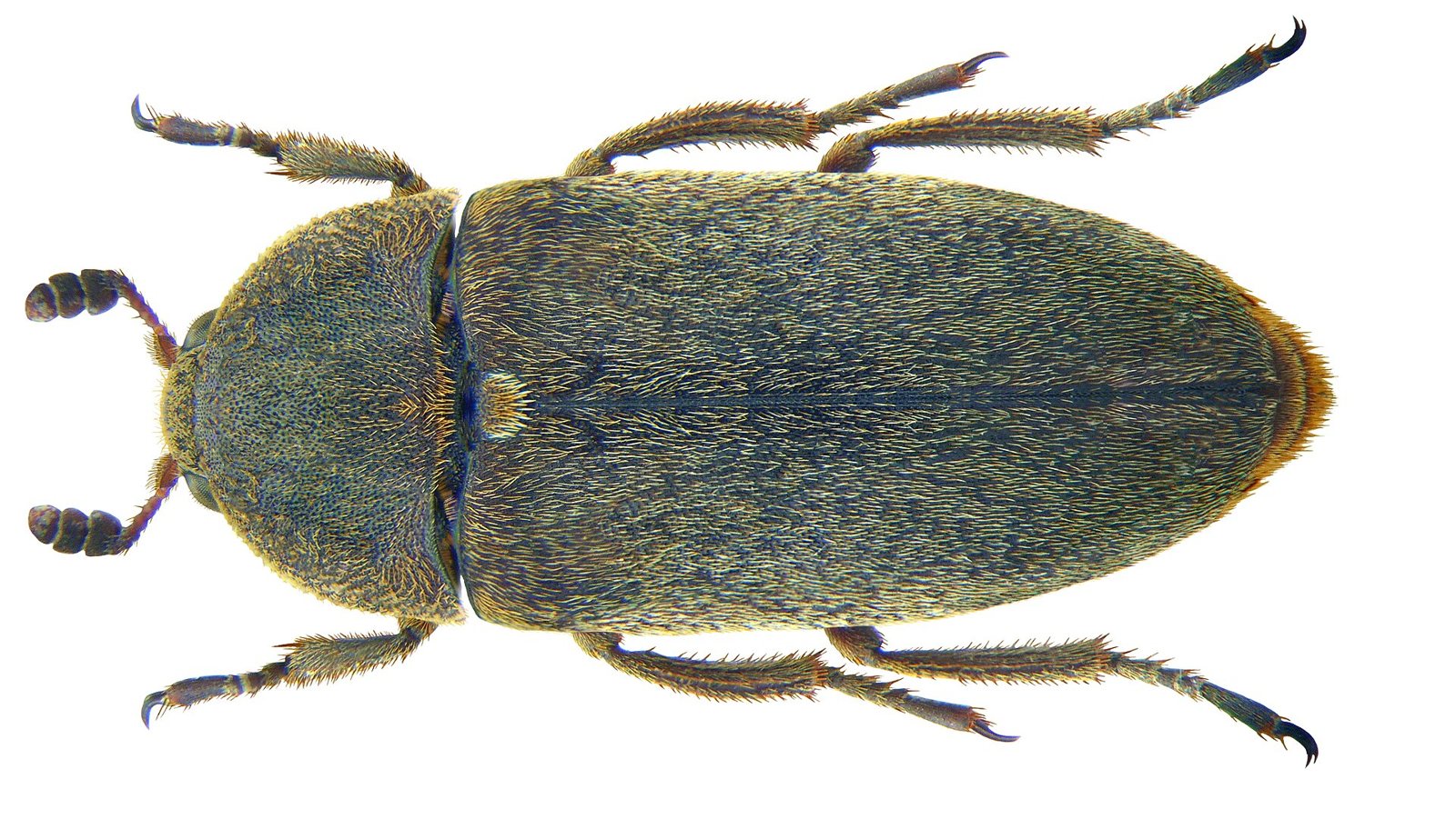 Top view of a hide beetle with an oval olive-brown, finely haired body, banded antennae and six spiny legs, on a white background