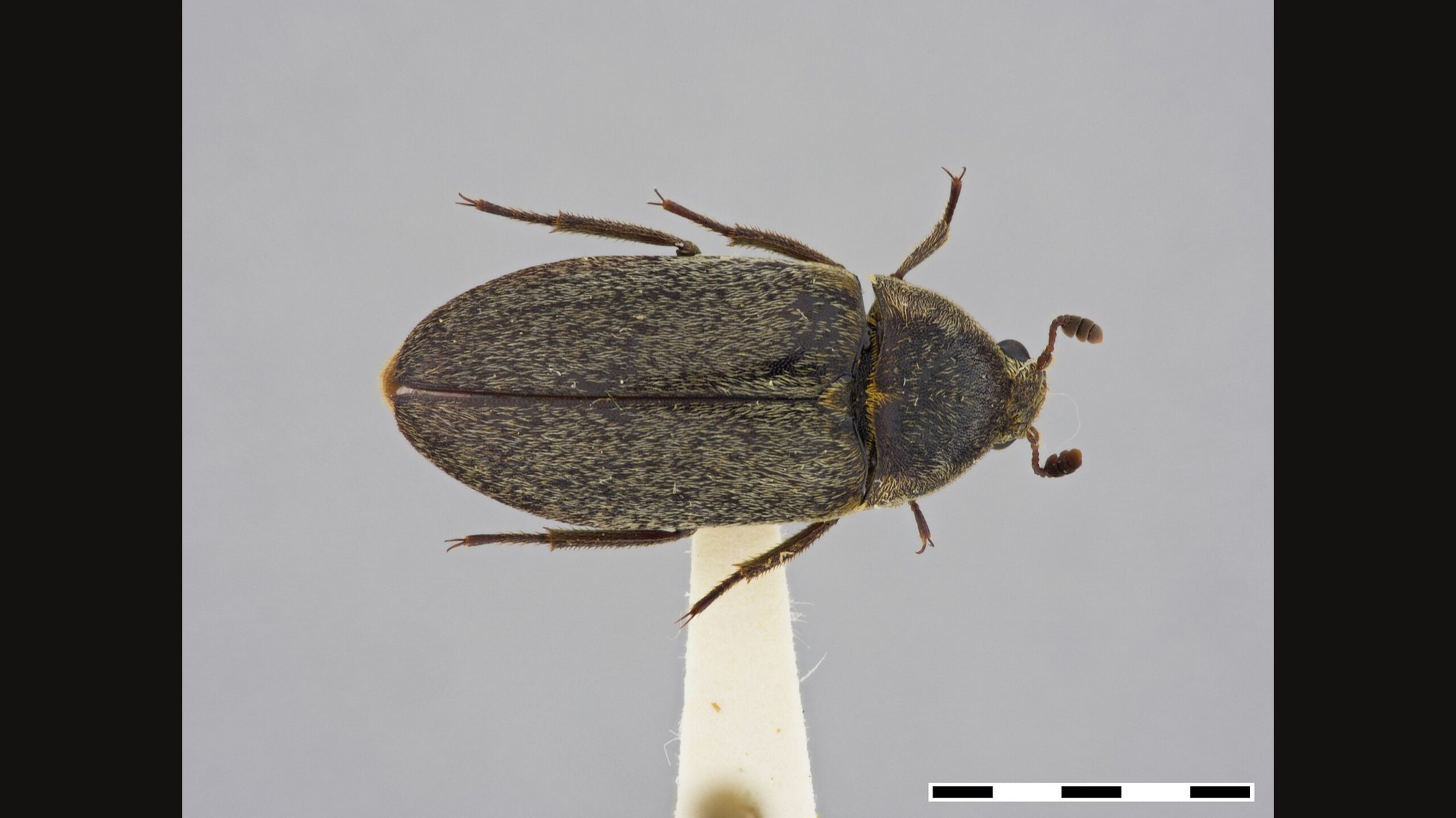 A pinned adult hide beetle seen from above, oval, grey-brown and finely haired, on a pale grey background with a scale bar