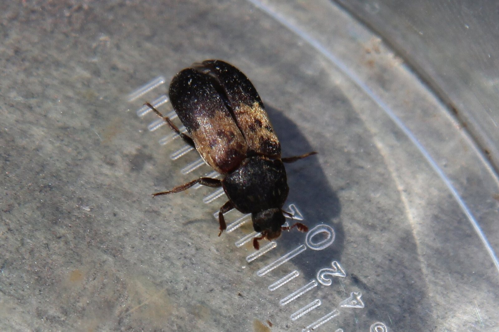 A larder beetle with a dark body and a pale band across its wing covers, standing on a clear dish beside a millimeter ruler