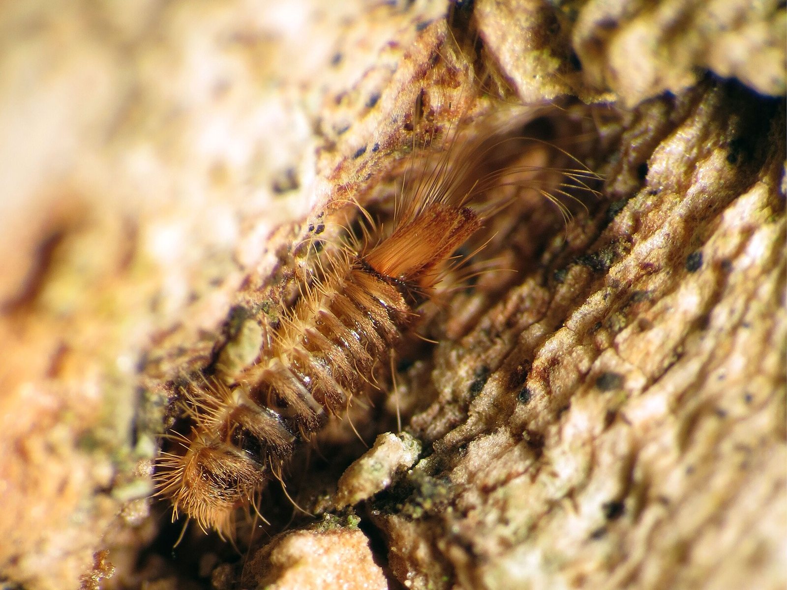 A hairy, banded brown dermestid beetle larva crawling on rough bark, with a tuft of long bristles at its tail end
