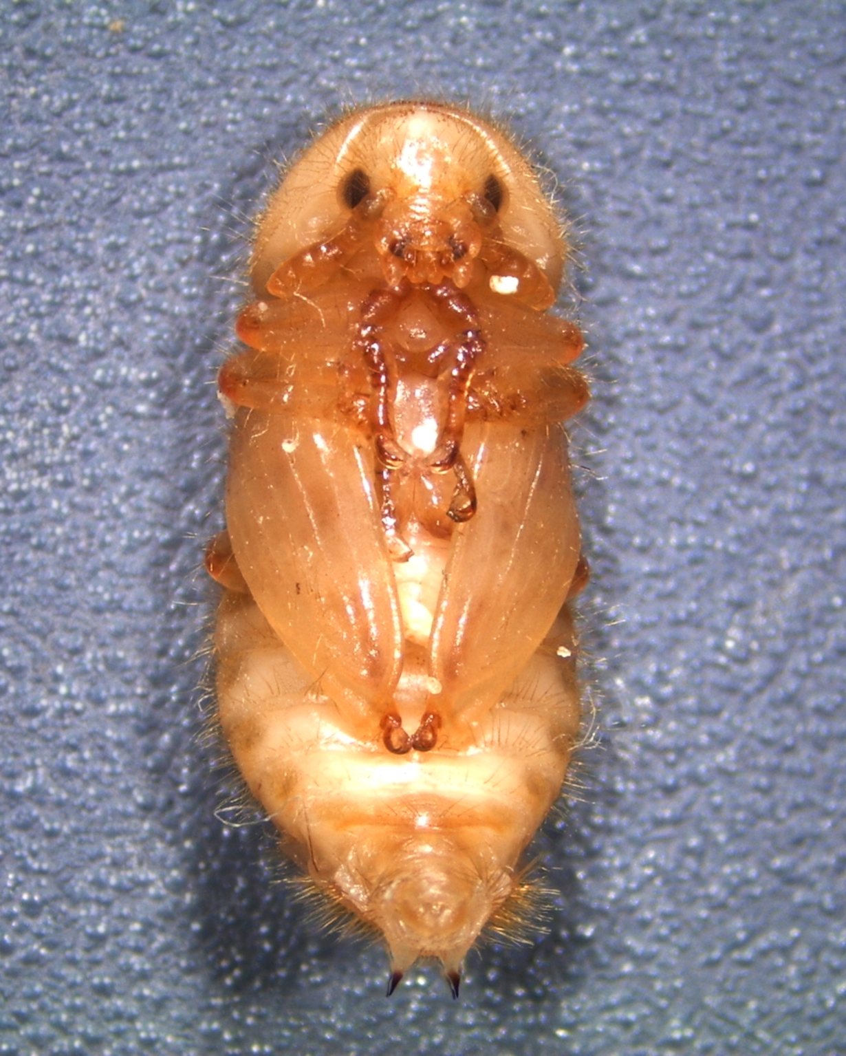 A pale orange hide beetle pupa seen from below on a grey surface, showing folded legs, wing pads and a segmented abdomen
