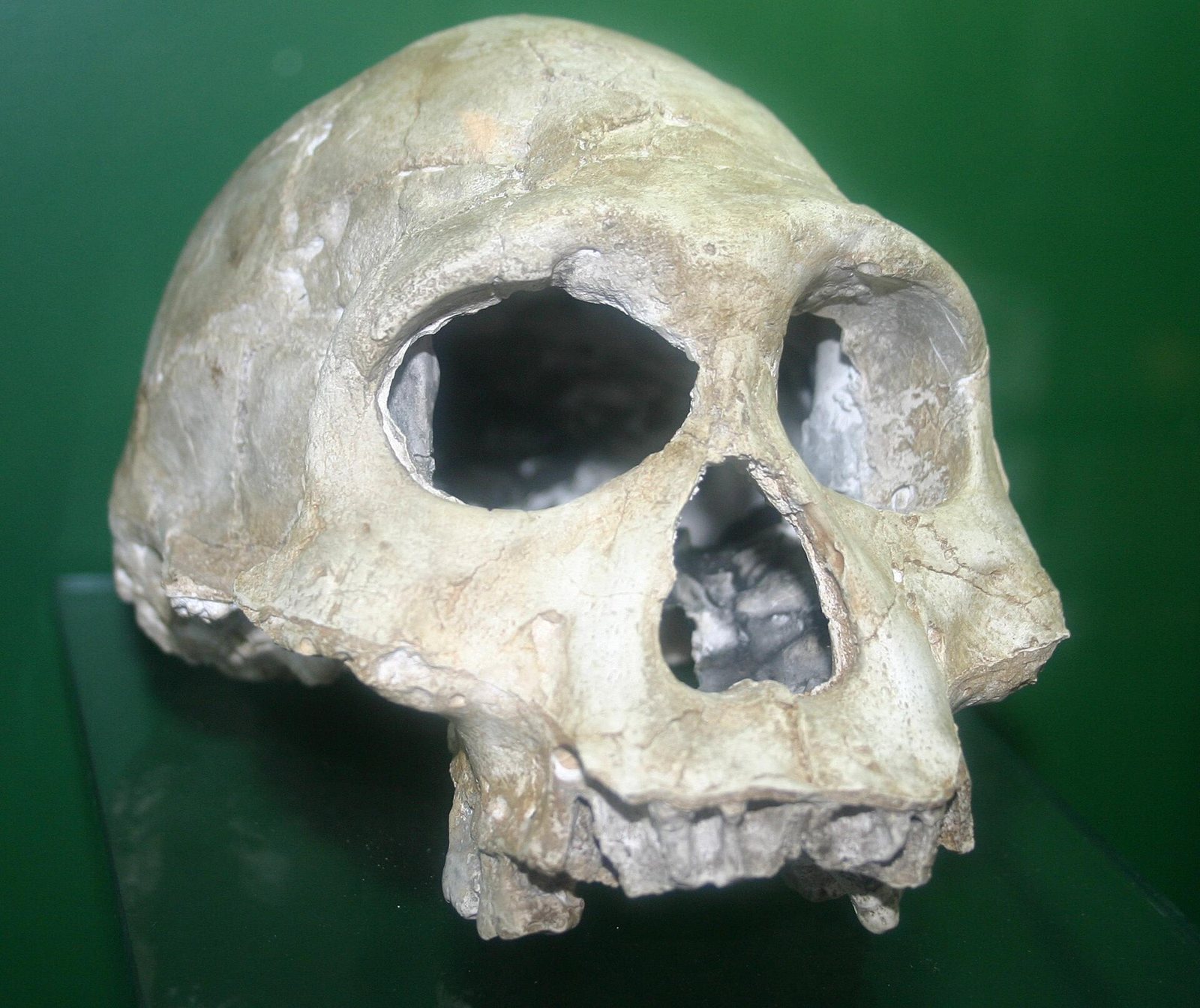A pale Dmanisi skull seen from the front, with large eye sockets, a broad nose opening and worn teeth, against a dark green background in a museum case