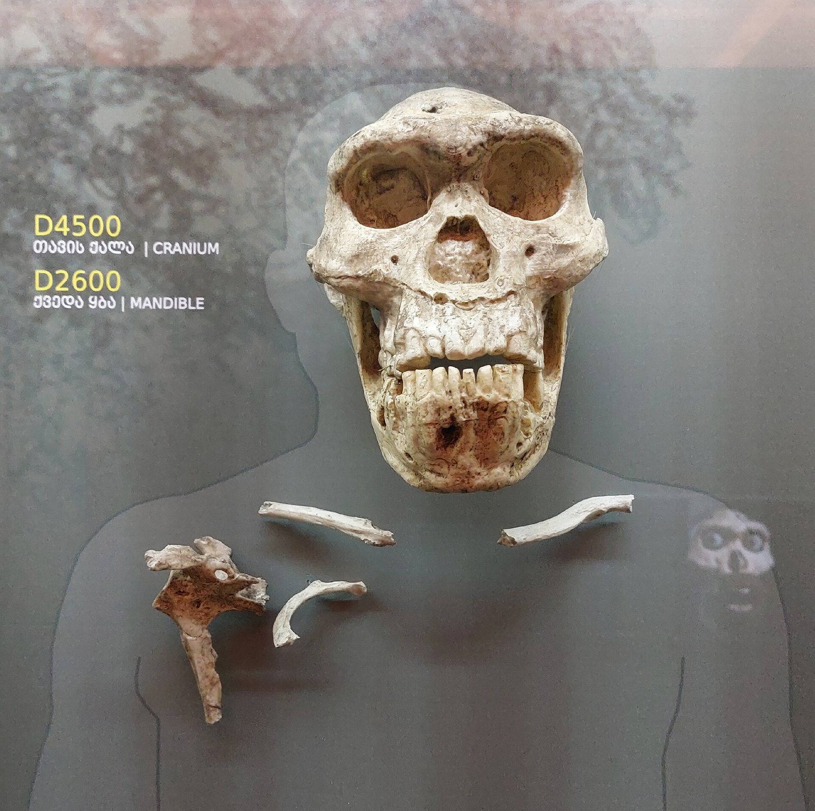 The Dmanisi skull D4500 and its lower jaw D2600 in a museum display, with a few other small bones laid out below them against a grey panel with caption text