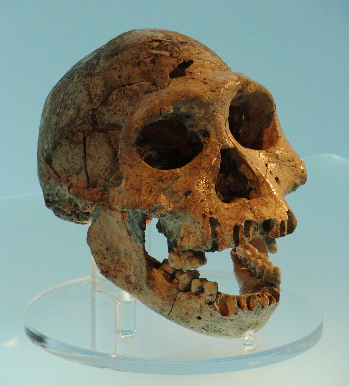 A brown-orange Dmanisi skull in three-quarter view on a clear stand, with a large face, wide eye sockets and the lower jaw hanging open, against a pale blue background