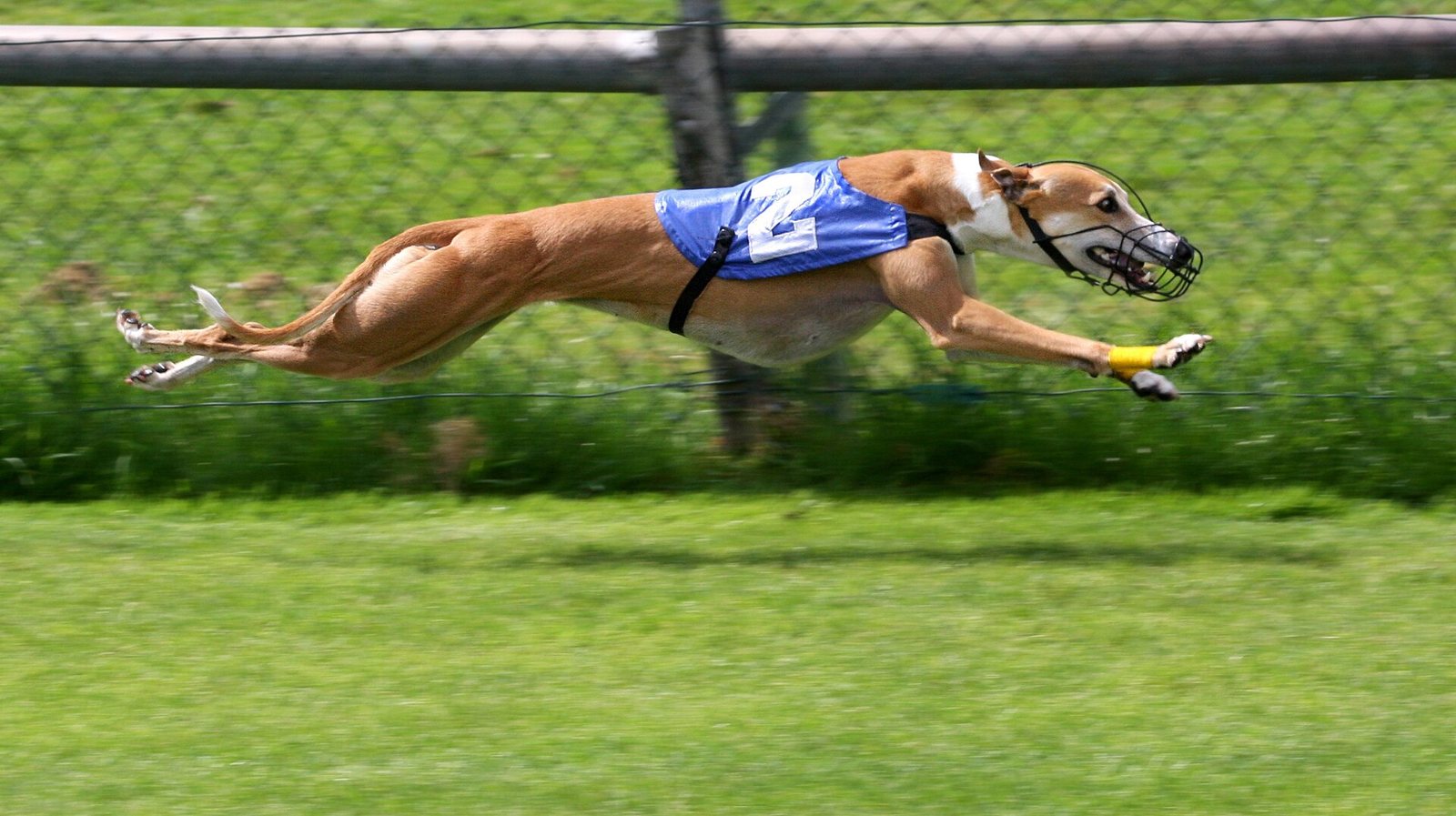 Un galgo de carreras con bozal y chaqueta azul en plena zancada, con las cuatro patas en el aire, sobre un césped verde frente a una valla de alambre