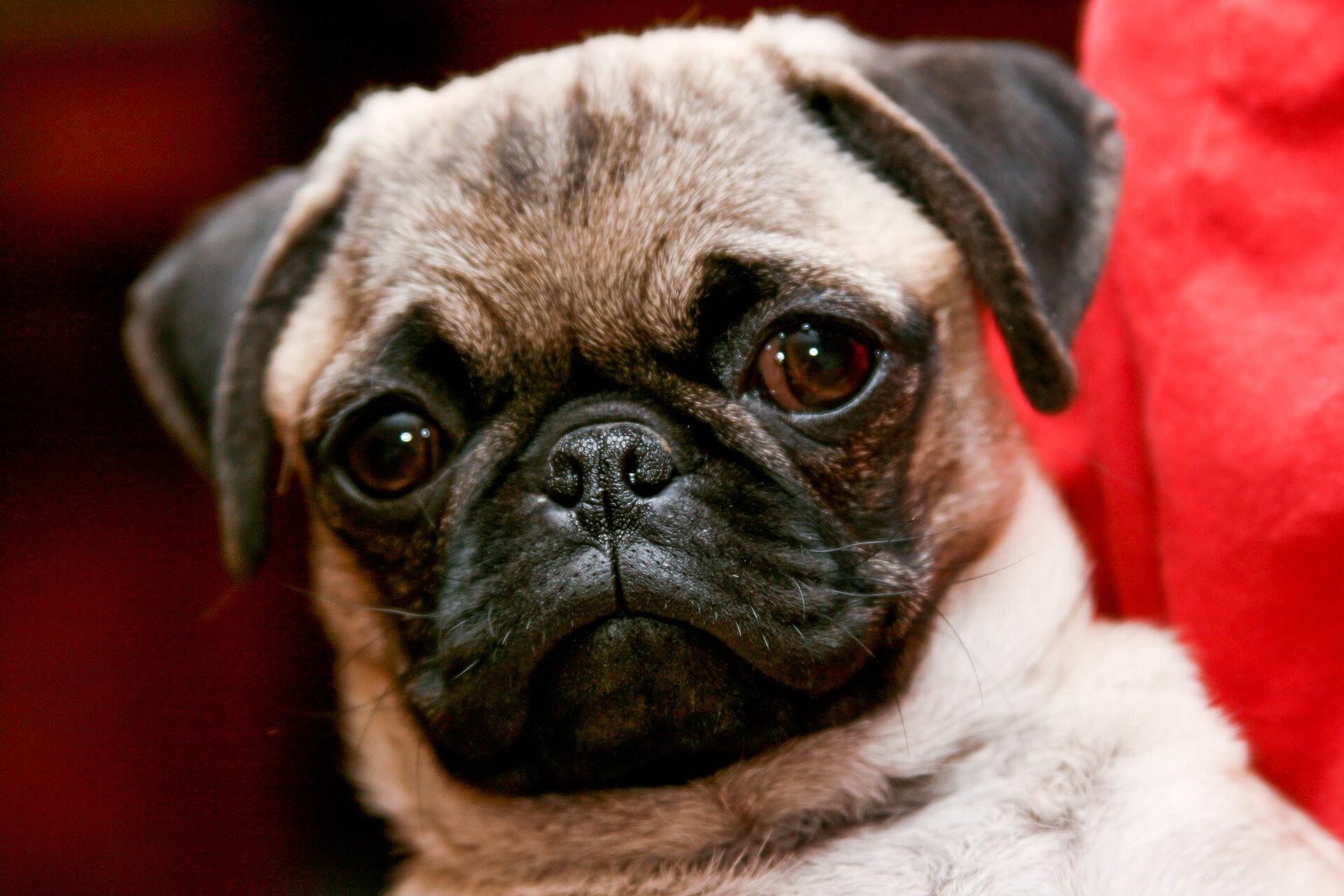 Retrato de cerca de un pug color beige con máscara negra, la frente arrugada y ojos grandes y oscuros, sobre un fondo rojo