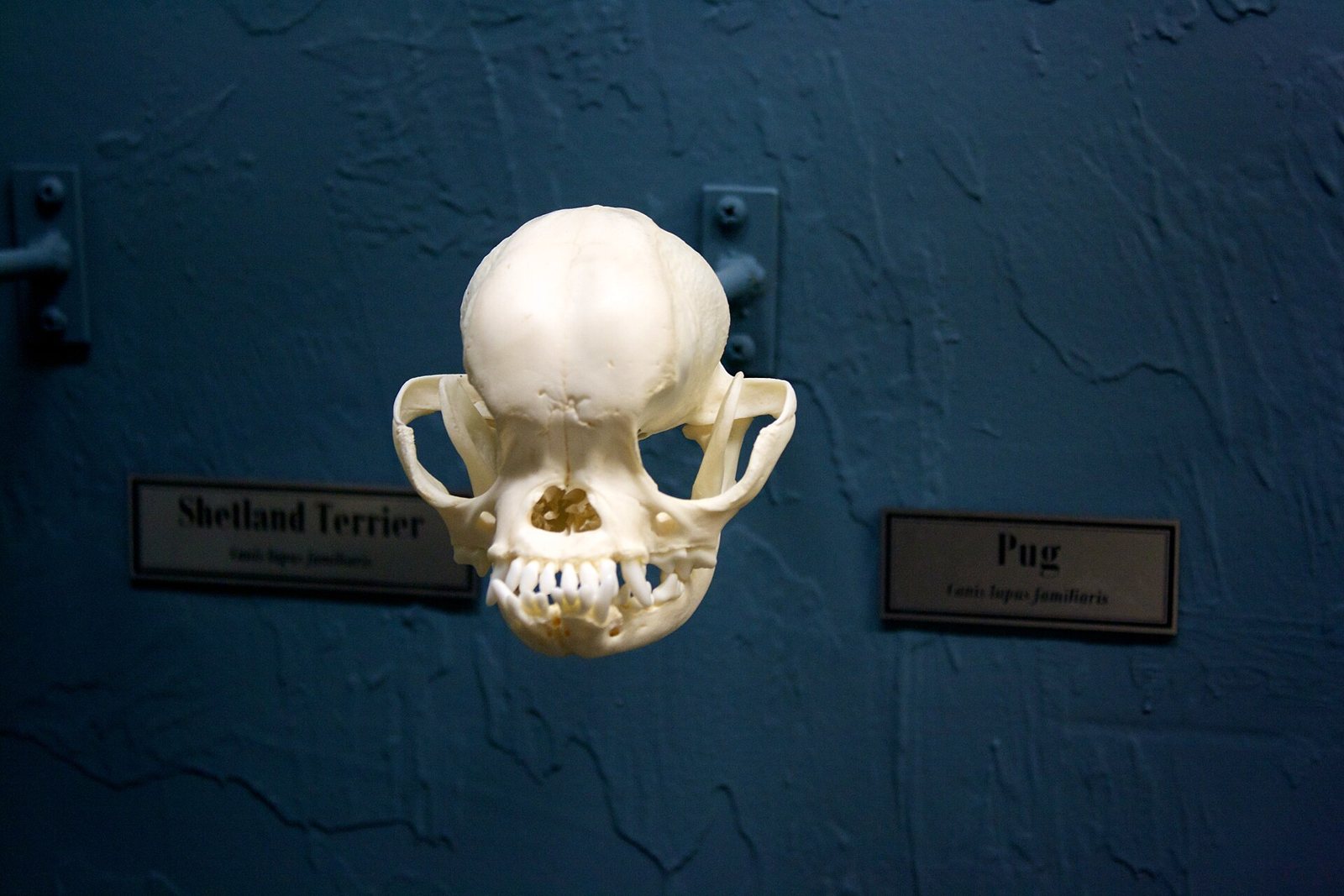 Vista frontal de un cráneo de pug con la caja craneal redondeada y un hocico muy corto, colgado de una pared azul entre dos etiquetas de museo que dicen Shetland Terrier y Pug