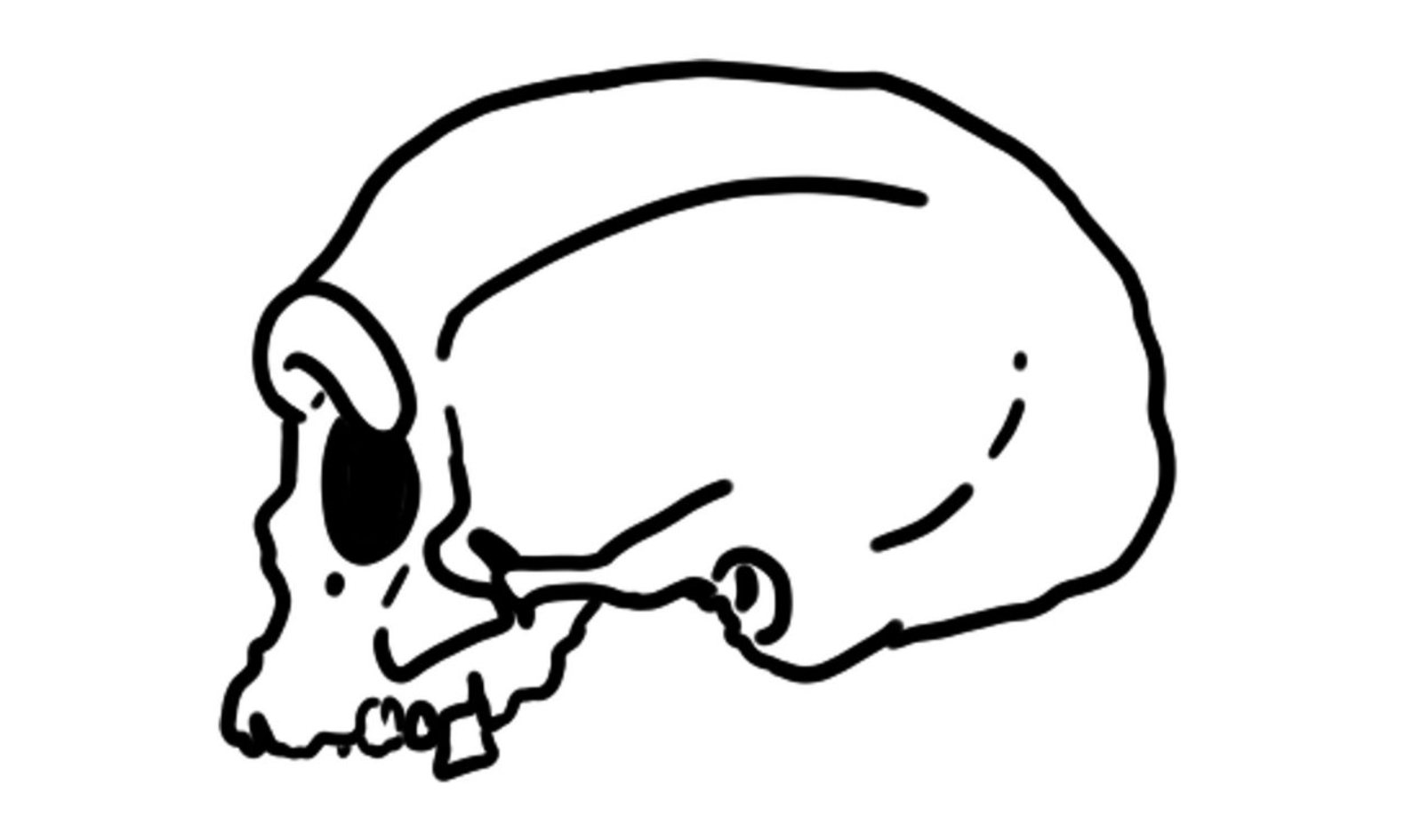 Black line drawing of the Harbin cranium in side view on white: a long, low braincase, a heavy brow ridge, a large eye socket and a row of teeth