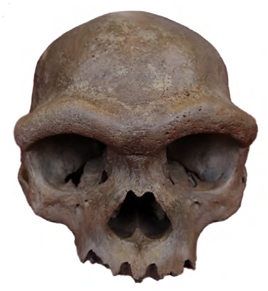 Front view of the Homo longi holotype cranium on a white ground: a large brown skull with a heavy brow ridge, deep square eye sockets, a wide nose opening and large tooth sockets