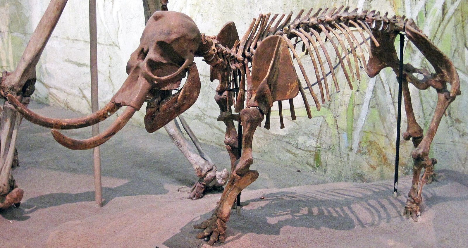 Mounted skeleton of a small elephant with short tusks standing in a museum case, its head larger in proportion to its body