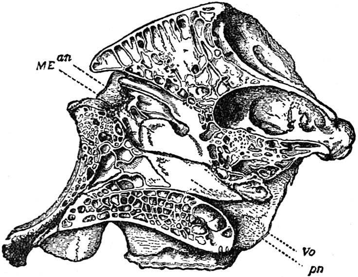 Black-and-white anatomical drawing of an elephant skull cut through the middle, showing the honeycomb of bone and the nasal passage, with letters marking parts