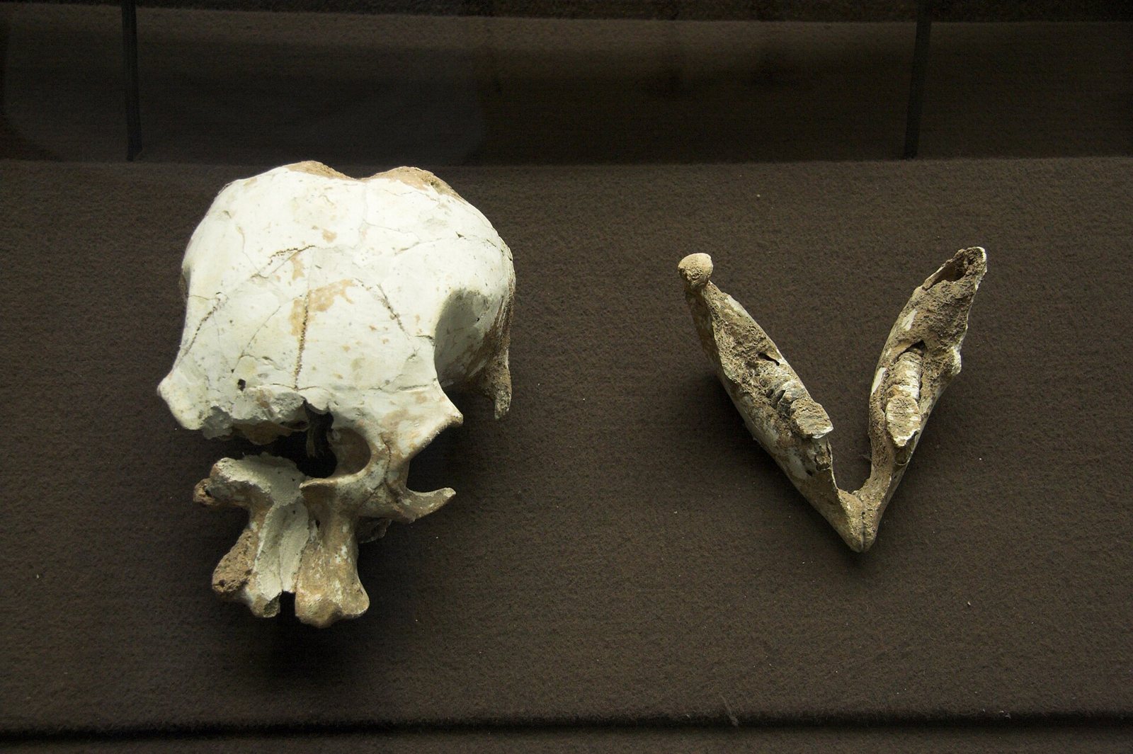 A small pale fossil skull and a V-shaped lower jaw lying on dark cloth in a museum case