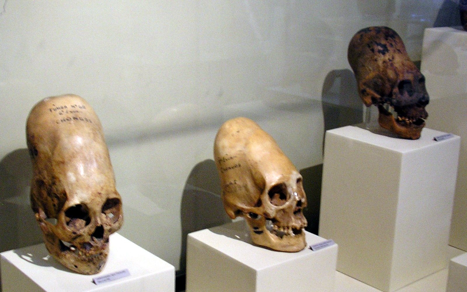 Three elongated skulls from the Paracas region on white pedestals in a museum case, each with a sloping forehead and a long, rounded back of the skull