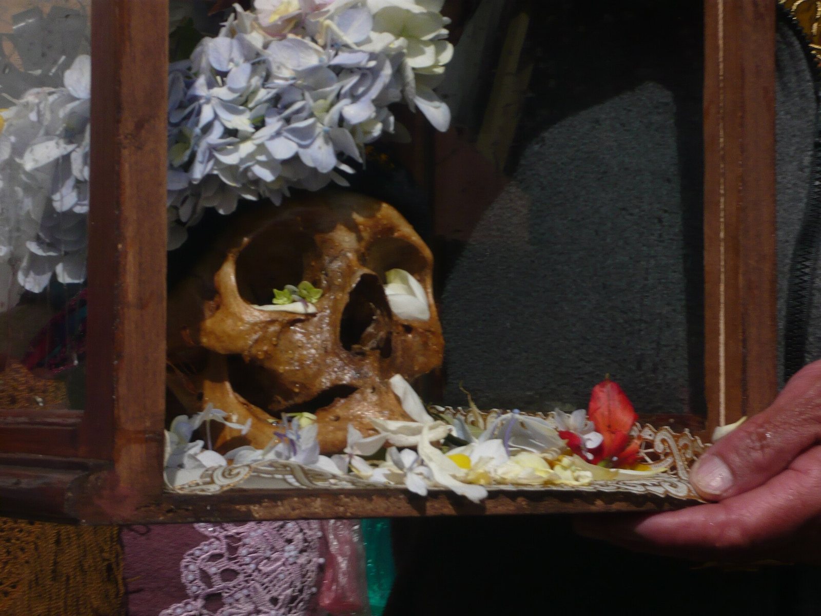 A ñatita inside a wooden and glass urn, with pale blue hydrangeas above and flower petals around it, as a hand steadies the case
