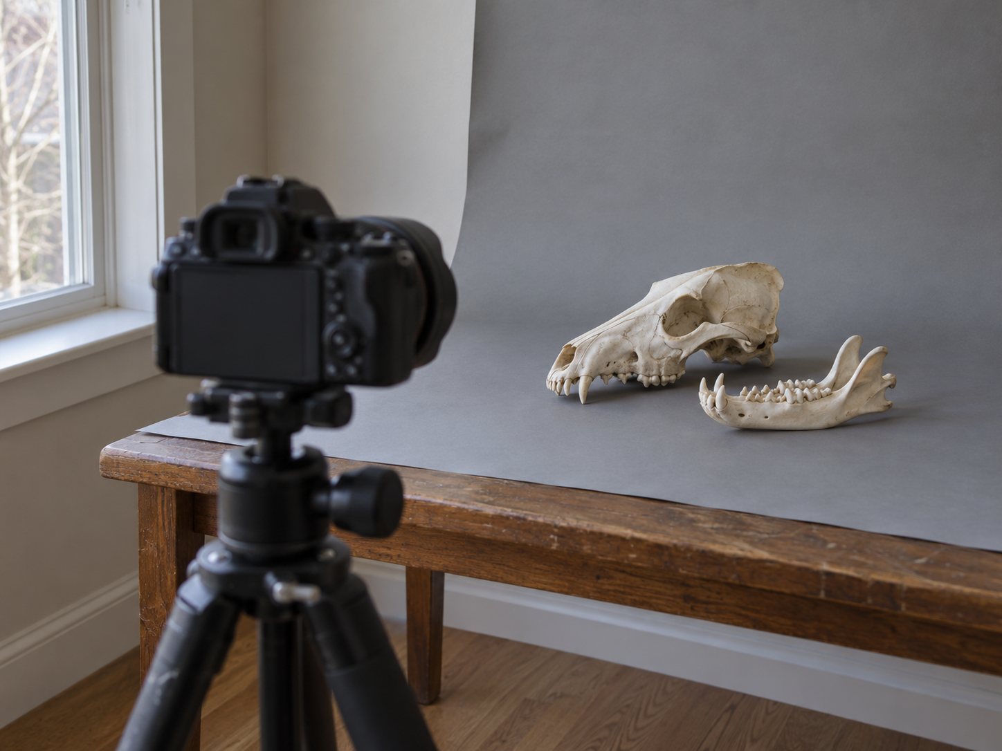 Illustration: Camera on a small tripod pointed at an animal skull on a plain gray backdrop by a window, with the separate lower jaw placed beside the skull
