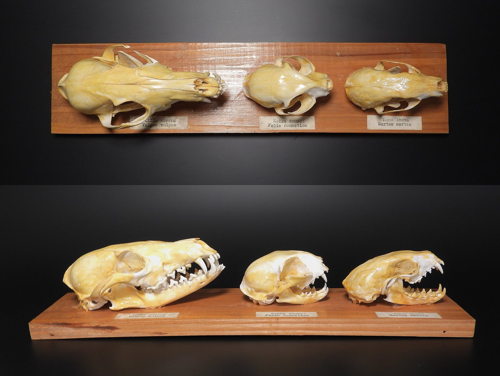 A museum display board with three skulls in top and side views: the long red fox skull on the left, a shorter house cat skull in the middle and a slim pine marten skull on the right