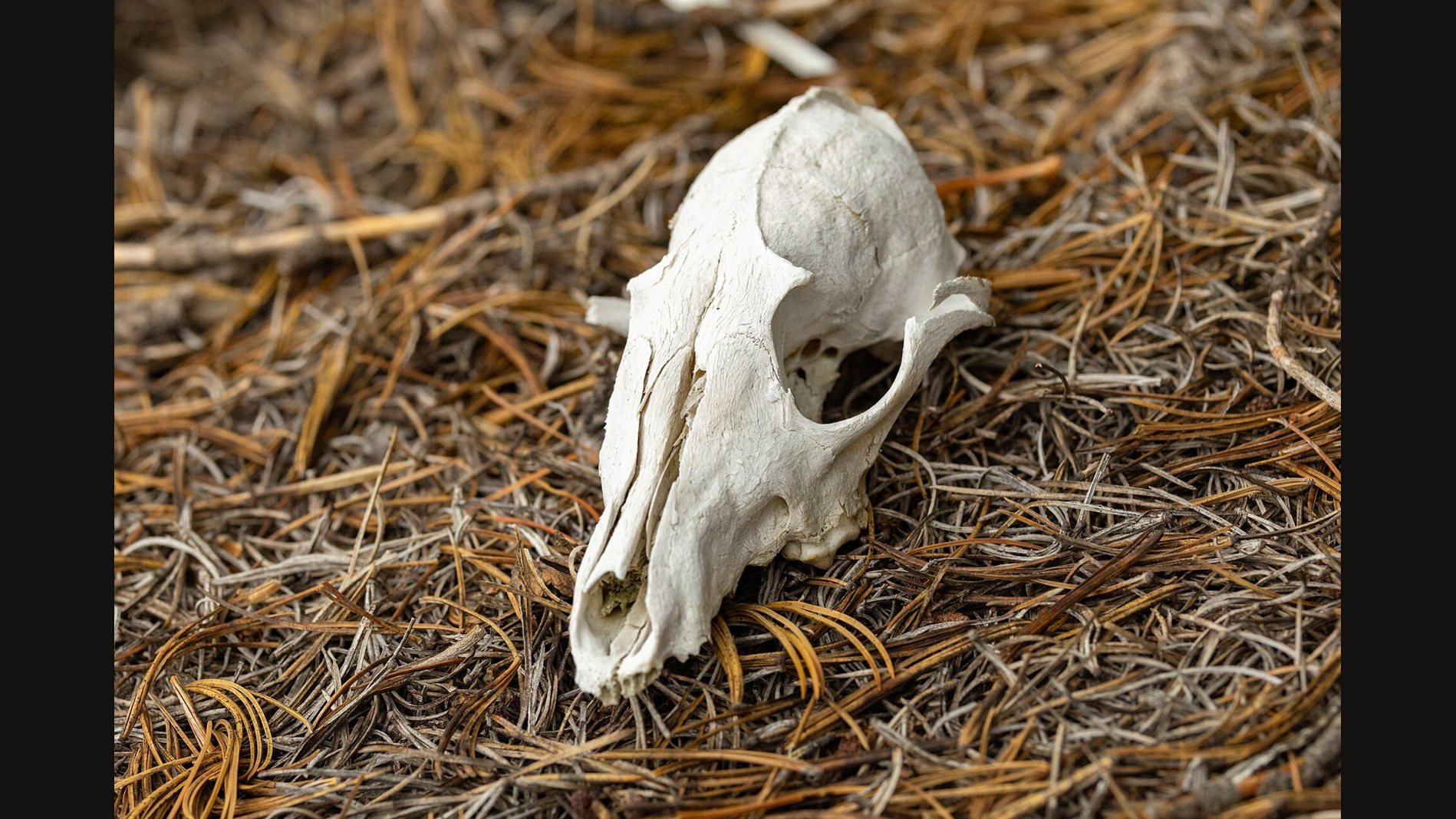 A weathered red fox skull lying in dry pine needles in Yellowstone, seen from above and the side, with the long narrow snout pointing toward the camera