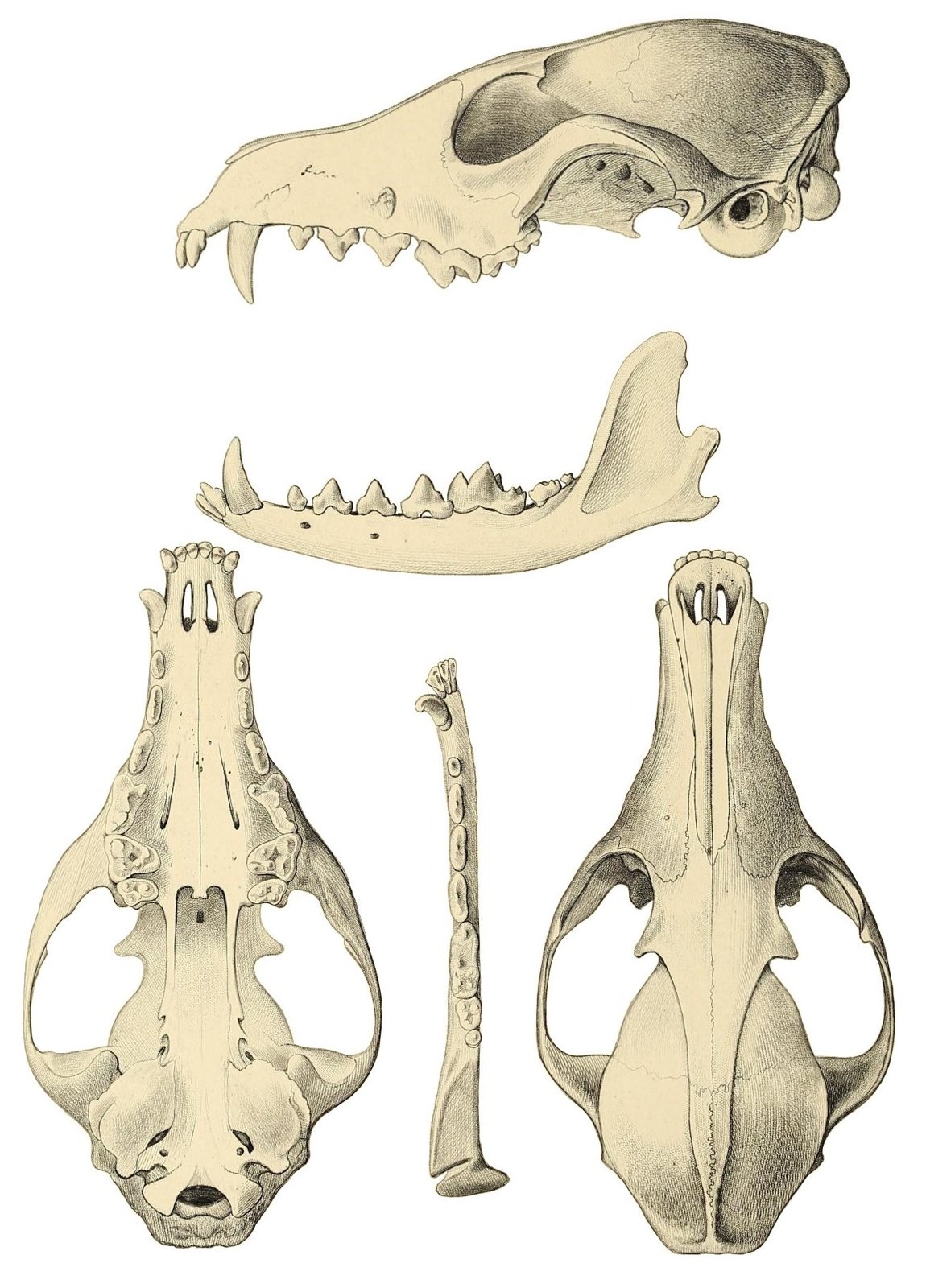 A sepia scientific plate of a red fox skull: a side view with the long snout and teeth at the top, the lower jaw below it, and views from below and above