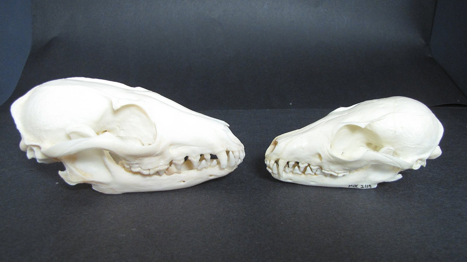 Two fox skulls side by side on a dark cloth: a larger gray fox skull on the left and a much smaller island fox skull on the right, both in side view with their teeth showing