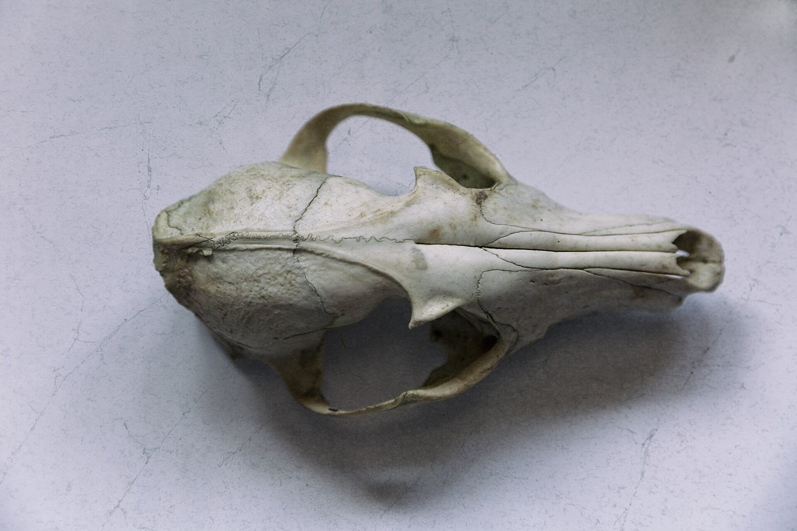A fox skull seen from above on a pale cracked surface: a long, narrow snout, wide cheek arches and a smooth, rounded braincase