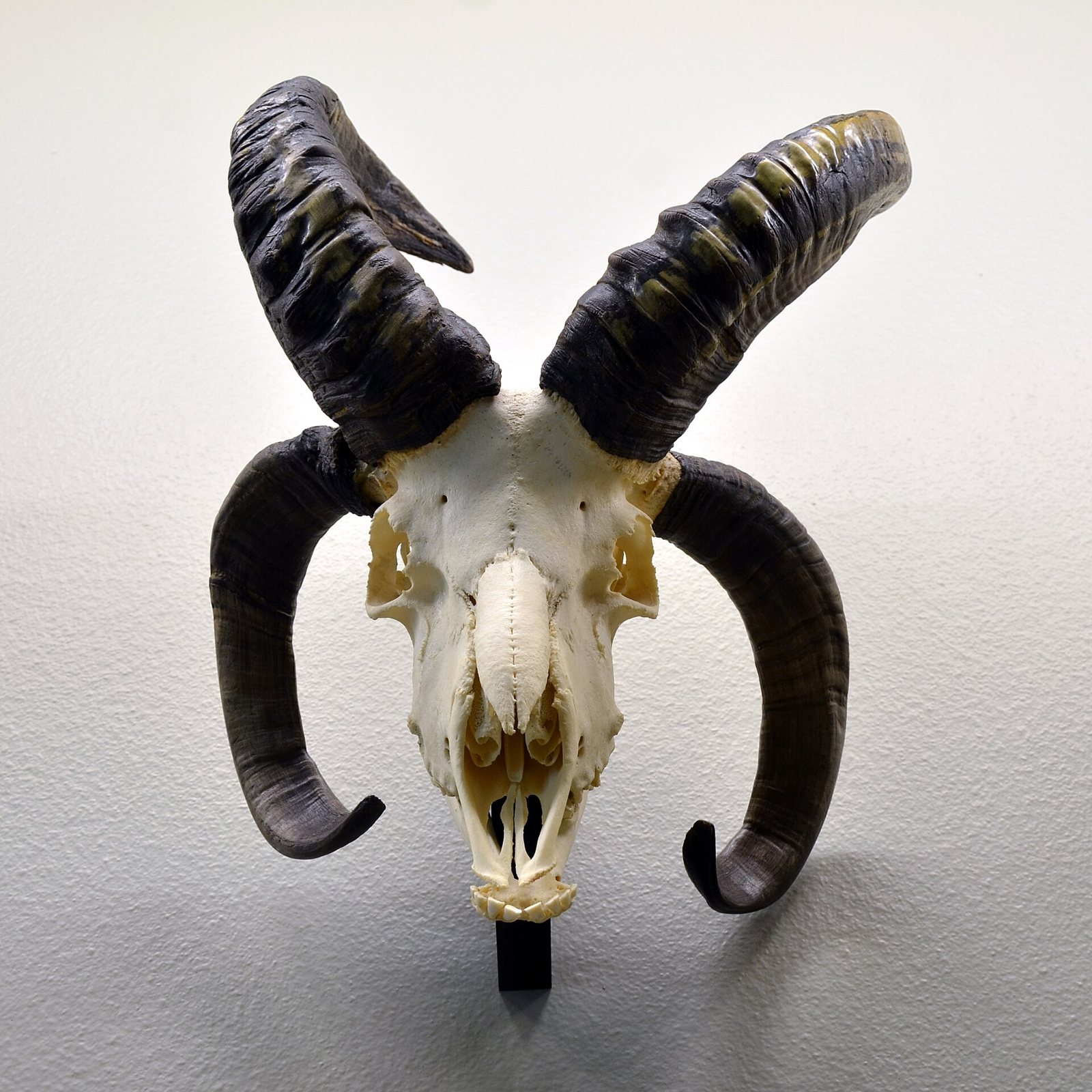 Front view of a sheep skull with two thick dark horns that curl outward in tight spirals on either side of the face