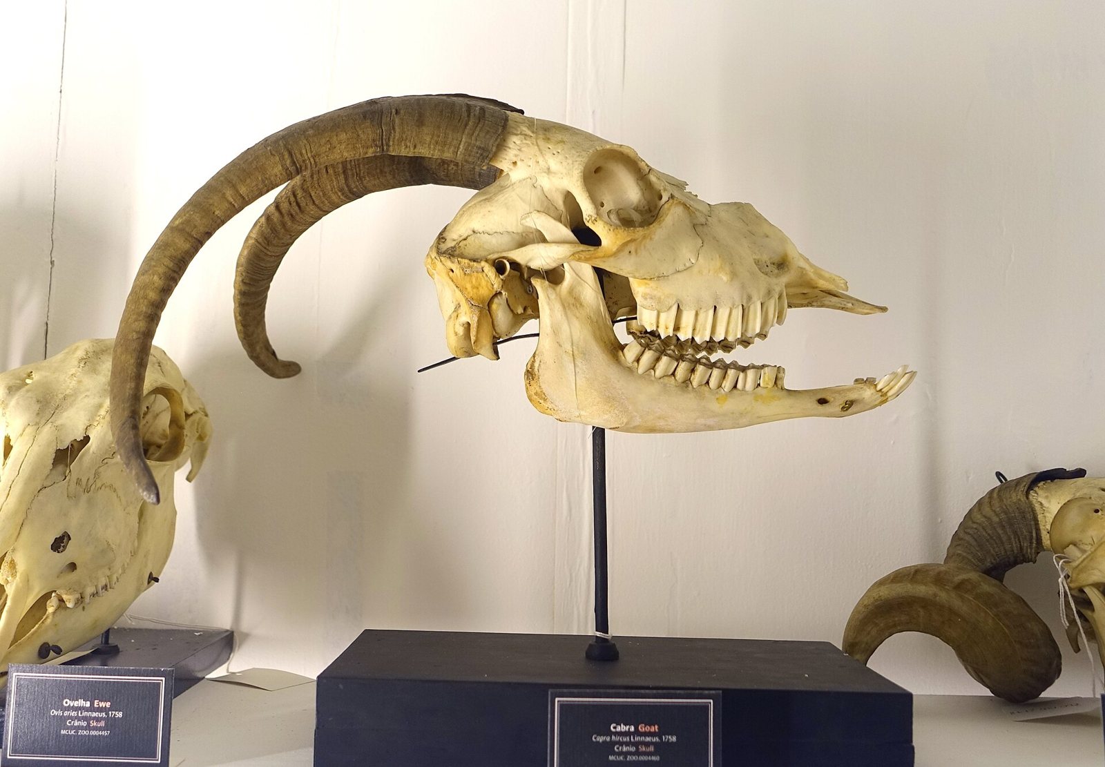 Side view of a horned goat skull on a museum stand, with a long swept-back horn and a row of cheek teeth along the upper and lower jaws