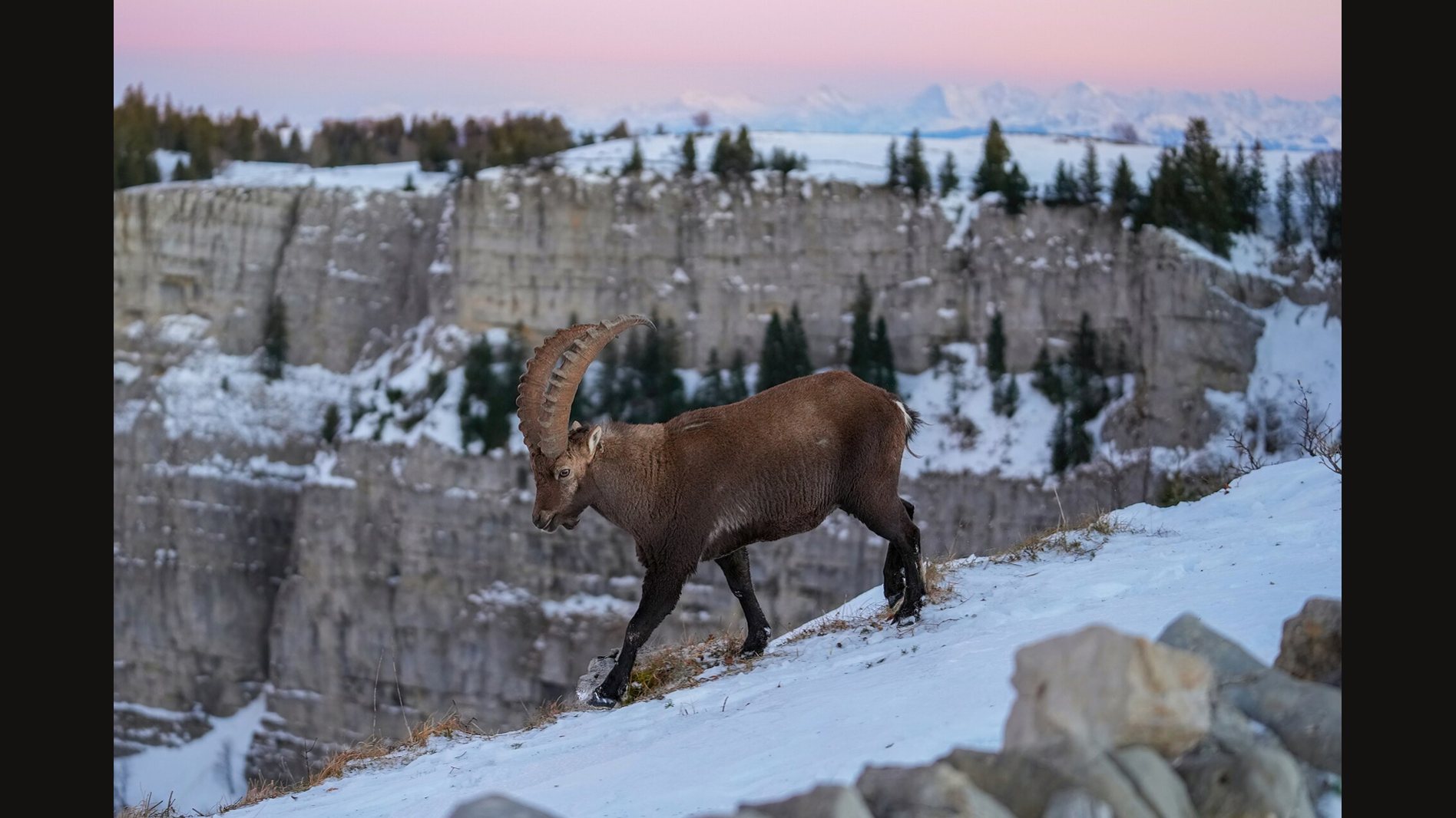 A male Alpine ibex with long curved horns walking down a snowy slope below a limestone cliff, with the Alps pink in the evening light behind