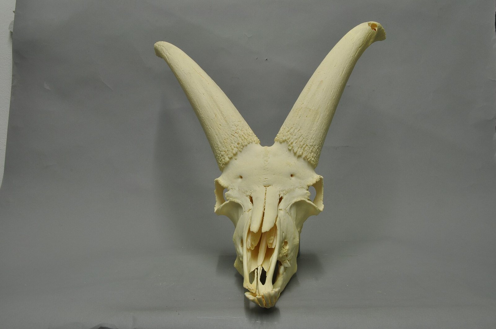 Front view of an Alpine ibex skull on a grey background, with two long, nearly upright horns that sweep outward from the top of the head