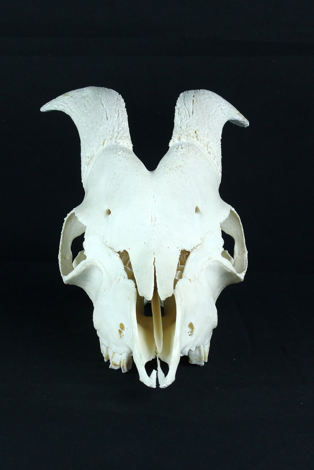 Front view of a goat skull on a black background, with two short horn cores rising from the forehead and a narrow muzzle below