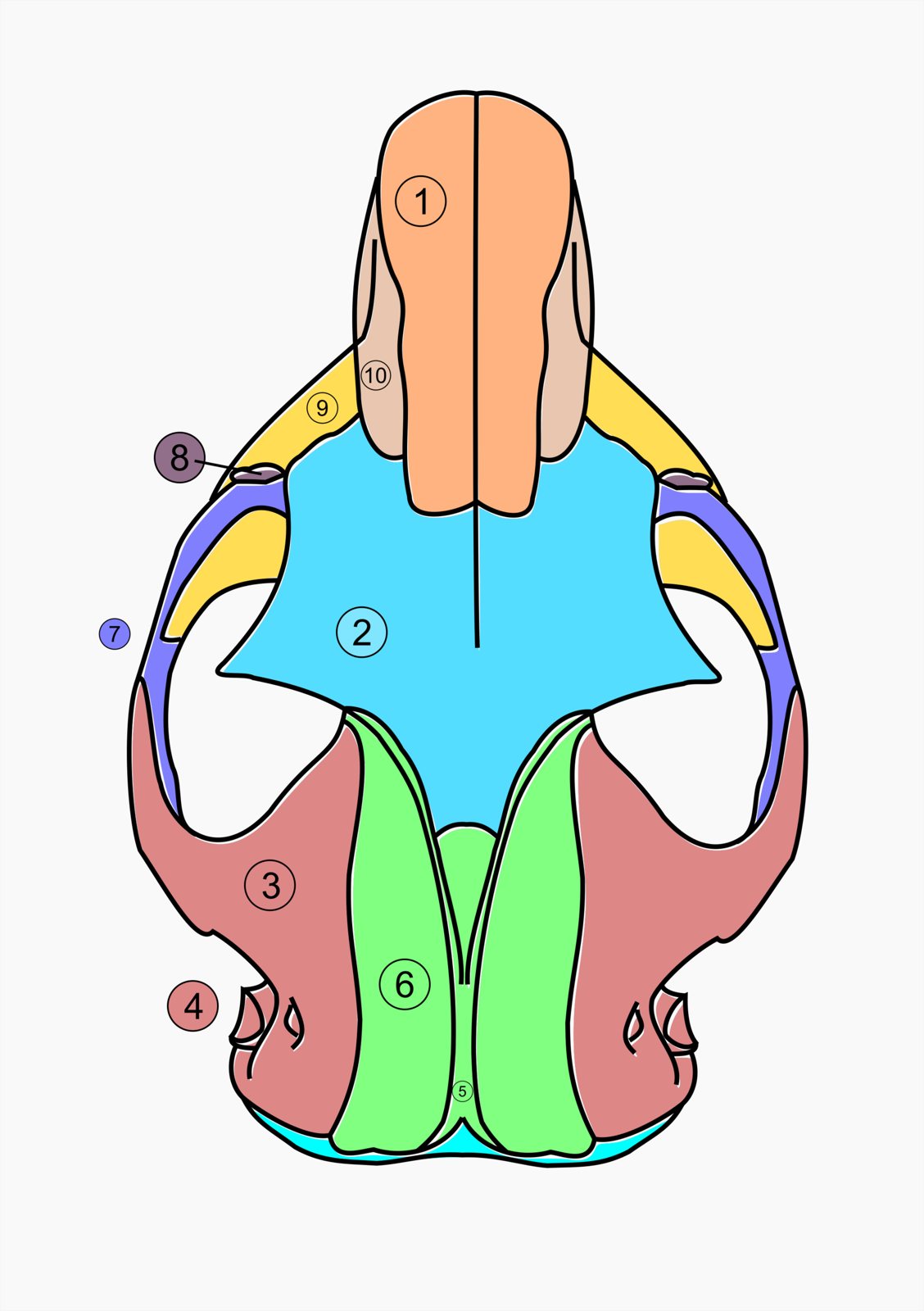 Colour-coded diagram of a groundhog skull seen from above, with numbered bones for the nose, forehead, temple and the sagittal crest