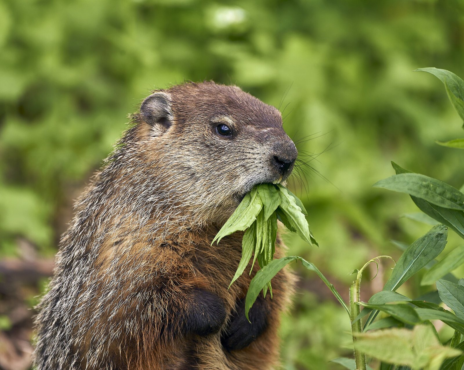 A groundhog sitting upright in green plants and chewing a leafy stem held in its front paws