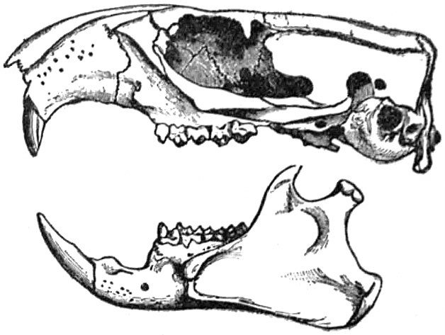 Engraving of the side of an American marmot skull above its lower jaw, with long curved front teeth and a row of cheek teeth
