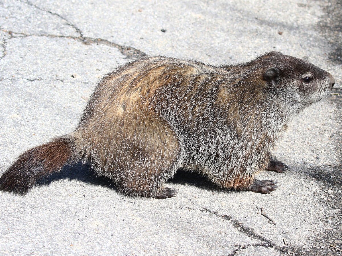 A groundhog seen from the side on a paved path, with a heavy grey-brown body, short legs and a bushy dark tail